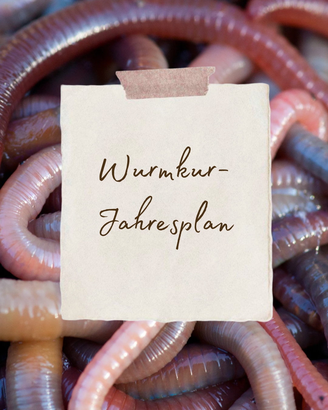 Wurmkur Oktober 2025