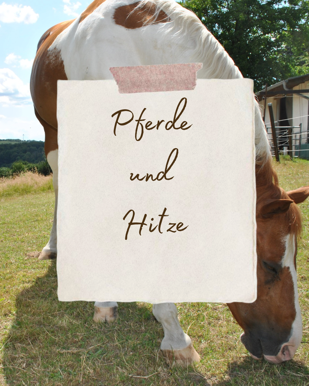 Hitzewelle am Stall August 2015