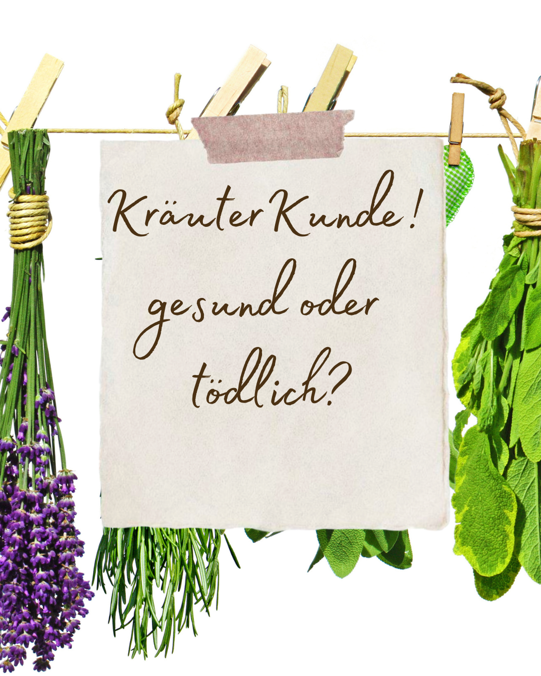 Kräuterkunde Juli 2014